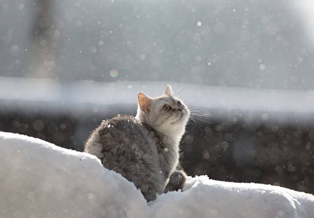 istock gray kitten in the snow 898928814