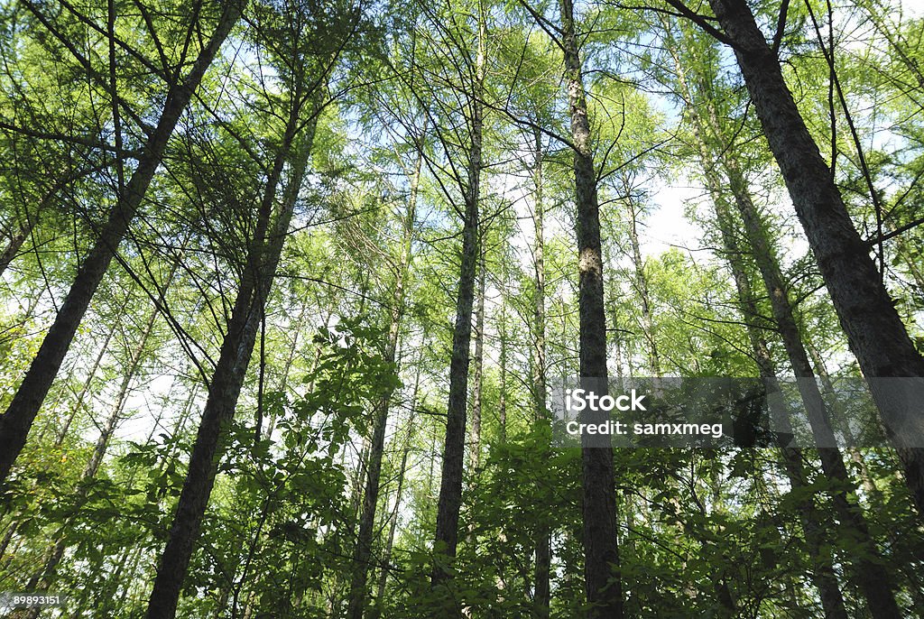緑の森林 - おとぎ話のロイヤリティフリーストックフォト