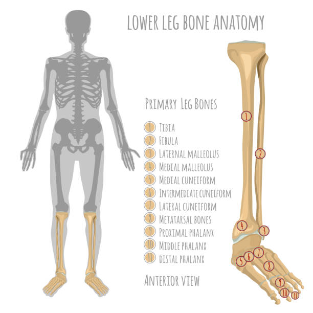 tibia bone anatomy