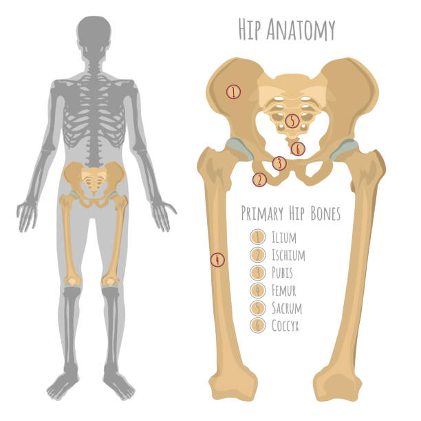 illustrations, cliparts, dessins animés et icônes de anatomie de l’os iliaque mâle - ischion