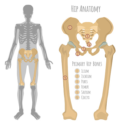 Male hip bone anatomy. Anterior view with primary bones names. Vector illustration with human skeleton scheme isolated on a white background.