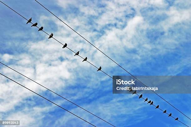 Pájaros En Electric Cables Foto de stock y más banco de imágenes de Acuerdo - Acuerdo, Armonía - Concepto, Arriba de
