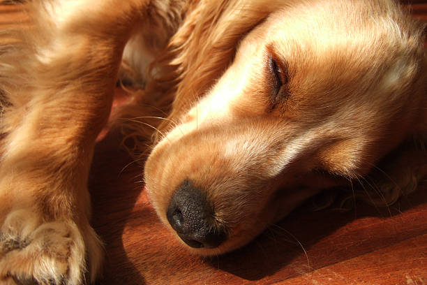 Young Cocker Spaniel resting on a wooden floor stock photo