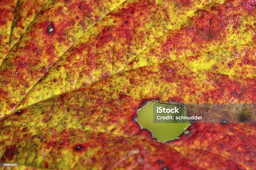 Detail off a fall blackberry leaf  Autumn Stock Photo