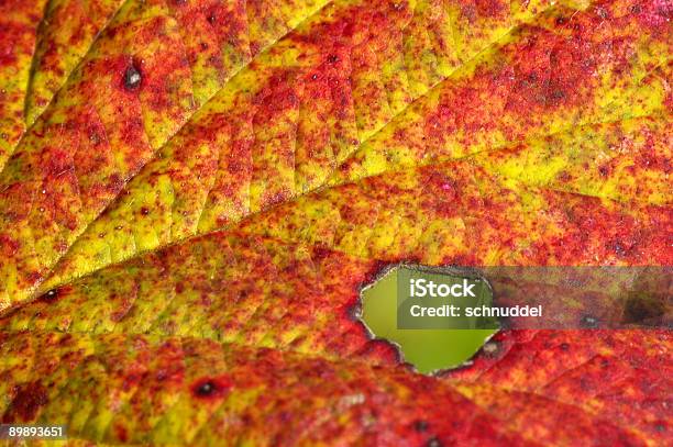 Detail Off A Fall Blackberry Leaf Stock Photo - Download Image Now - Autumn, Blackberry - Fruit, Color Image