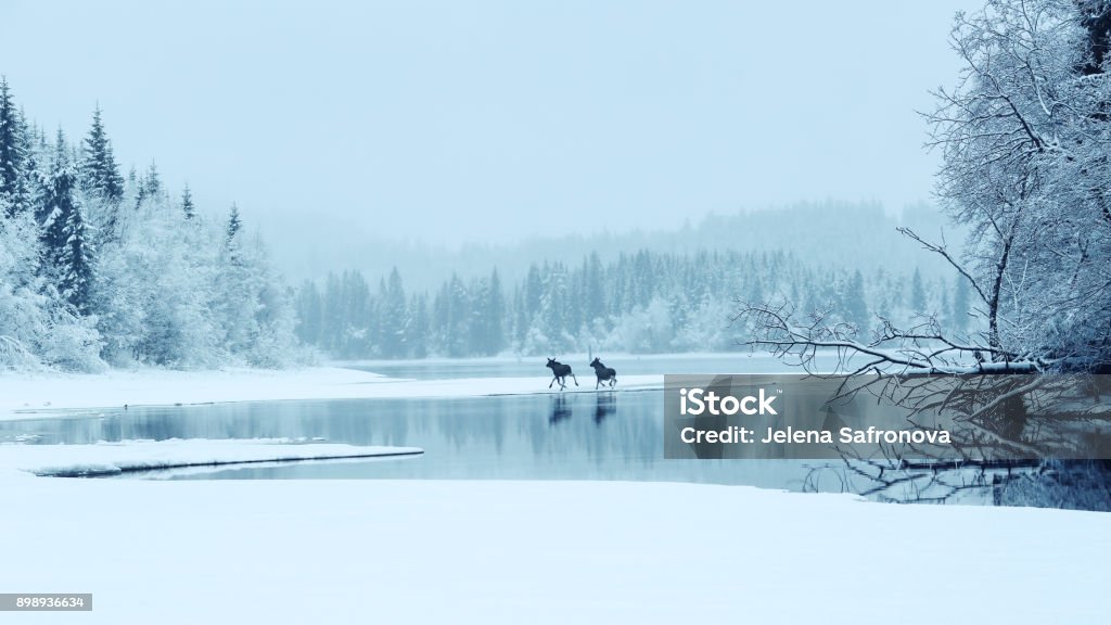 Two mosses in the fog Two mooses crossing the lake Selbu in Norway Winter Stock Photo