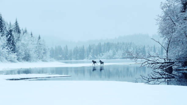 Two mosses in the fog Two mooses crossing the lake Selbu in Norway lake scandinavia stock pictures, royalty-free photos & images