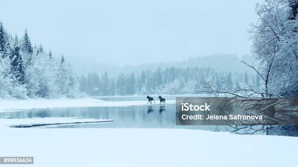 Two Mosses In The Fog Stock Photo - Download Image Now - Winter, Moose, Norway