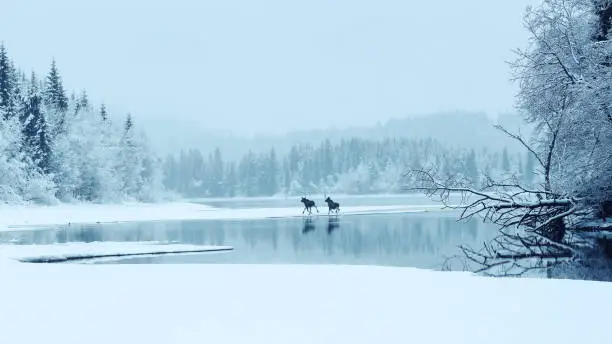 Two mooses crossing the lake Selbu in Norway