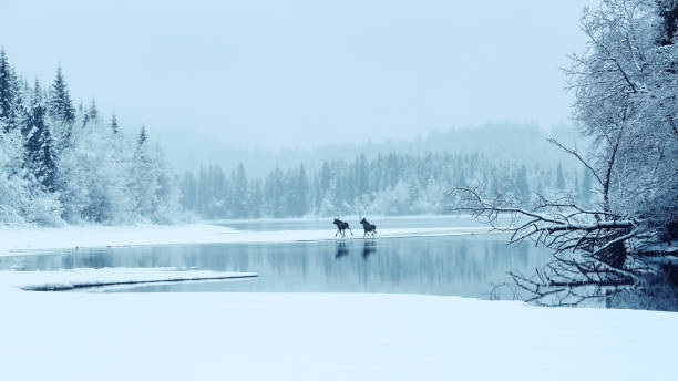 two mosses in the fog - winter lake snow fog imagens e fotografias de stock