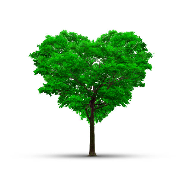 istock Heart shape tree over a white background - Love and nature concept. 898937686