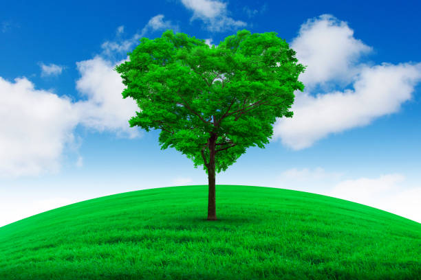 istock Heart shape tree  - Love and nature concept. 898937696