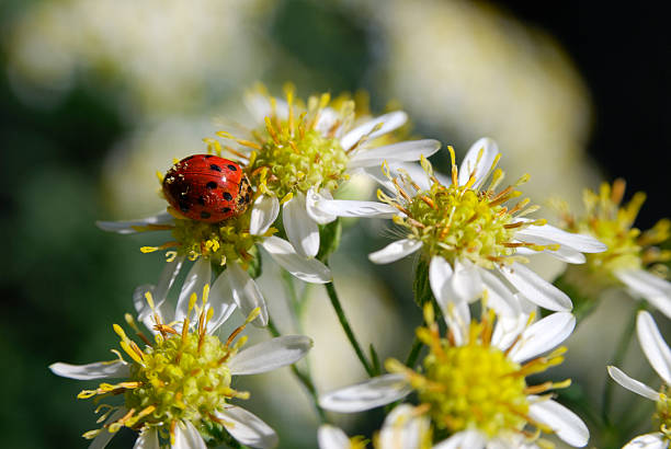 A vivid close-up captures a ladybug clinging to white-petaled daisies with a yellow center, set against a soft green garden background. This image highlights nature, detail, and springtime wonder.