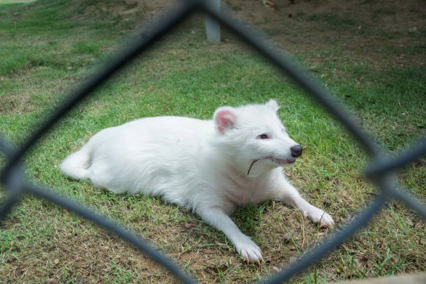 istock White Raccoon dog in a cage. 898941292