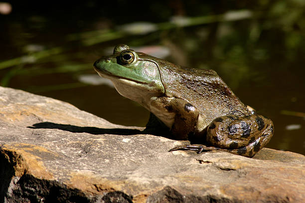 istock Bullfrog, American, Frog, Macro 89894147