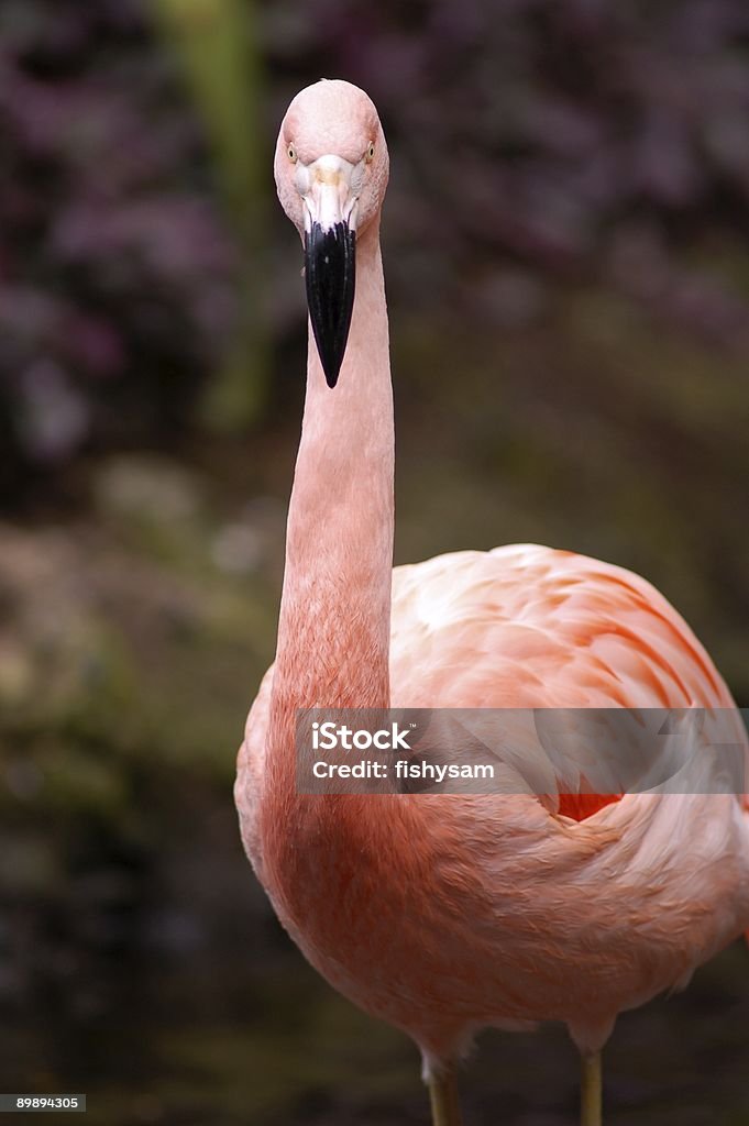 Flamingo Status  Animal Stock Photo