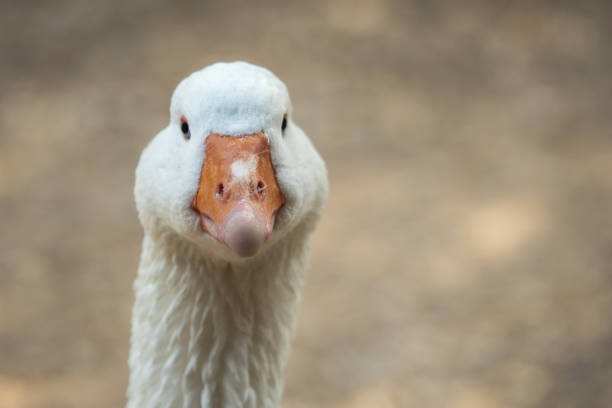 istock A beautiful goose looks into the camera 898943264