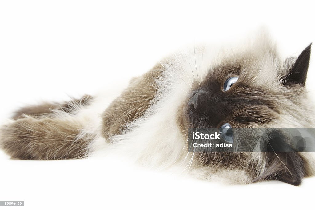 Cat  Himalayan Cat Stock Photo