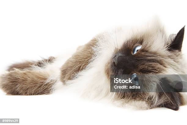 Cat Stock Photo - Download Image Now - Himalayan Cat, Animal, Animal Whisker