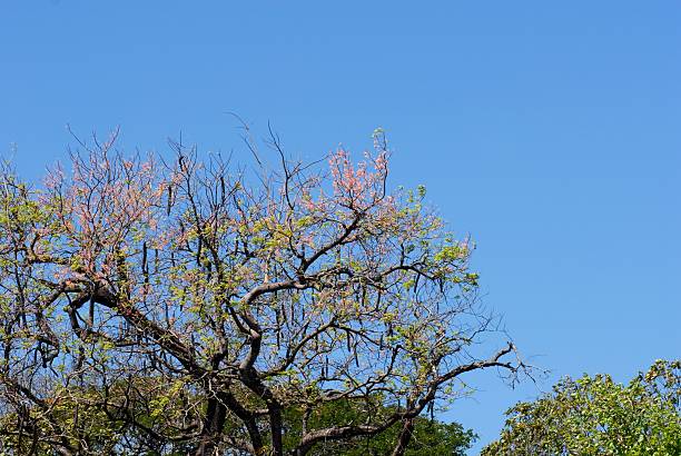 albero fiorito sopra - treetop sky tree tree canopy foto e immagini stock