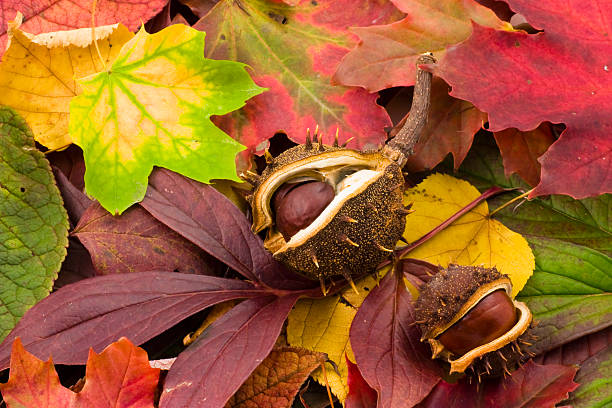 Autumn chestnuts  cusp stock pictures, royalty-free photos & images