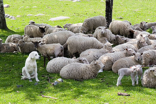 akbash zabezpieczenia sheep - anatolia zdjęcia i obrazy z banku zdjęć
