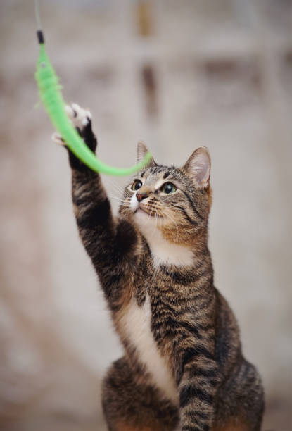istock Striped cat plays with a green toy. 898946340