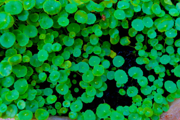 centella asiatica, Asiatic Pennywort,(Centella asiatica (Linn.) Urban.)