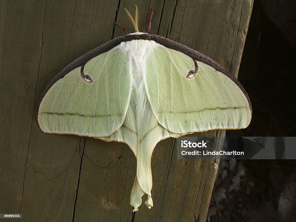 Moth Top Luna Moth Top View Stock Photo - Download Image Now - Animal Antenna ...
