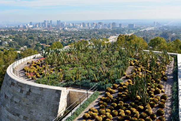 View over the Cactus Garden of the Getty Center in Los Angeles. Los Angeles, California, United States of America - December 3, 2017. View over the Cactus Garden of the Getty Center with view of Los Angeles in the background. ucla photos stock pictures, royalty-free photos & images