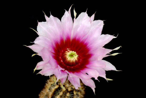 цветок - single flower flower cactus hedgehog cactus стоковые фото и изображения
