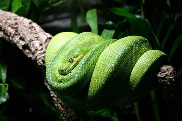 Photo of Snake