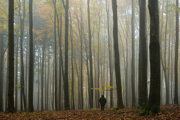 istock Fog in the autumn forest 89895429