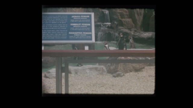 Penguin exhibit at Aquarium