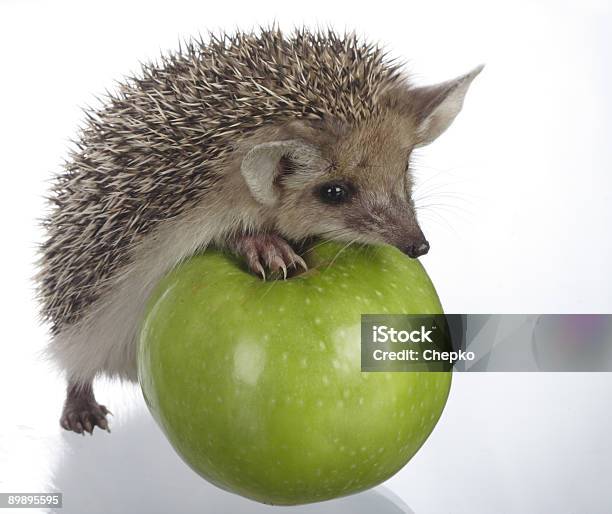 Photo libre de droit de Hérisson Et Apple banque d'images et plus d'images libres de droit de Aliment - Aliment, Animaux de compagnie, Beauté