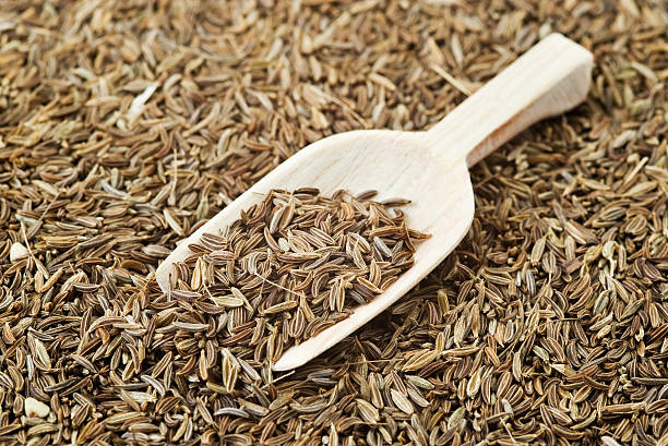 Caraway  caraway seed stock pictures, royalty-free photos & images