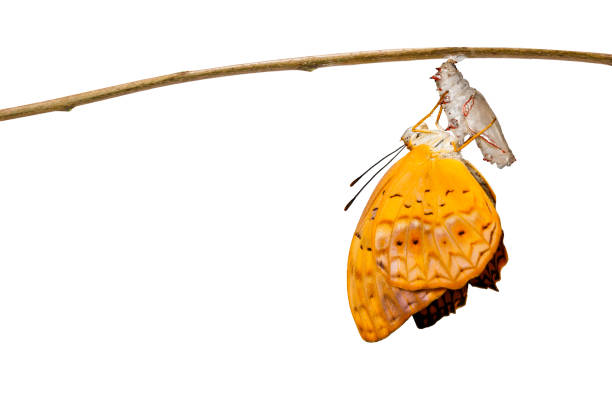 A monarch caterpillar has just split its skin and is transforming into a chrysalis. You can already see the monarch butterfly's antennae, legs and face imprinted into the chrysalis.