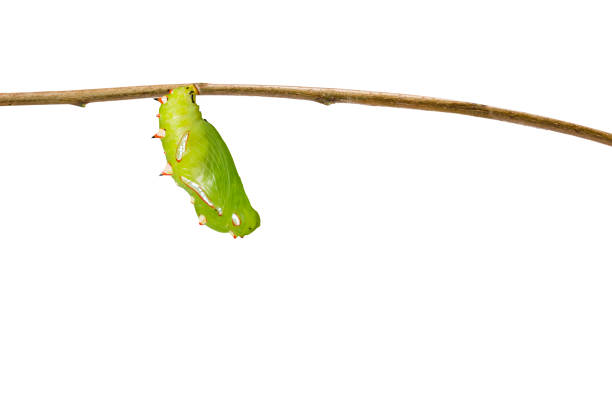 istock Isolated chrysalis of common leopard butterfly ( Phalanta ) hanging on twig 898957926