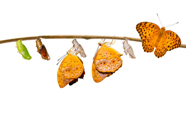 istock Isolated transformation from chrysalis of common leopard butterfly ( Phalanta ) hanging on twig 898957954