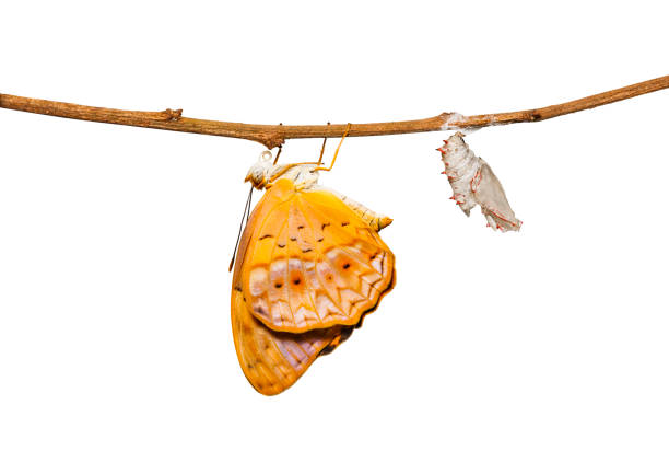 istock Emerged from chrysalis of common leopard butterfly ( Phalanta ) hanging on twig 898957966