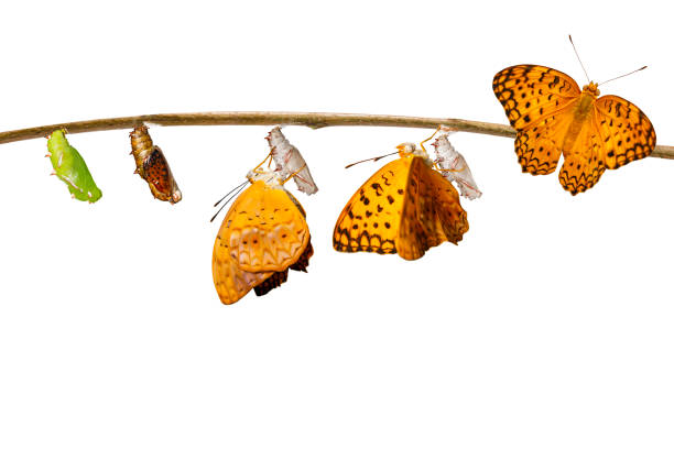 istock Isolated transformation from chrysalis of common leopard butterfly ( Phalanta ) hanging on twig 898957992