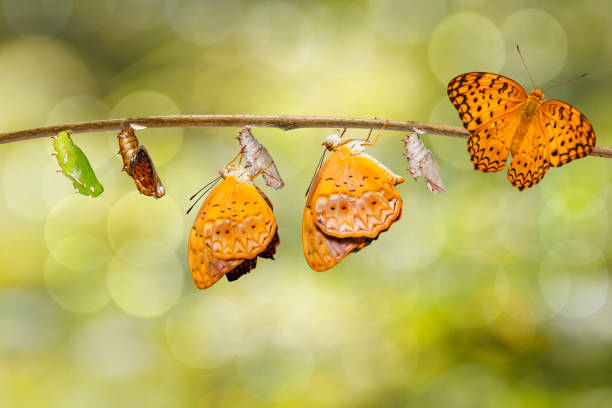 istock Transformation from chrysalis of common leopard butterfly ( Phalanta ) hanging on twig 898958344