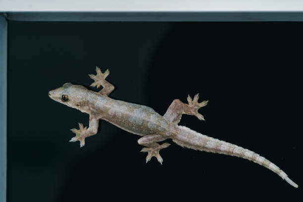 istock Lizard hang on a glass window in black background 898958452
