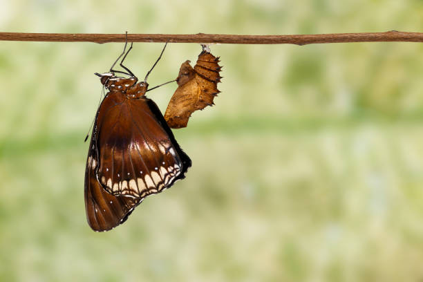 istock Great  female eggfly butterfly ( Hypolimnas bolina Linnaeus ) emerged from chrysalis 898958548