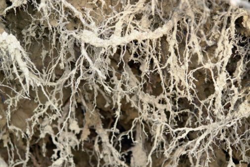 natural abstract detail showing fine roots