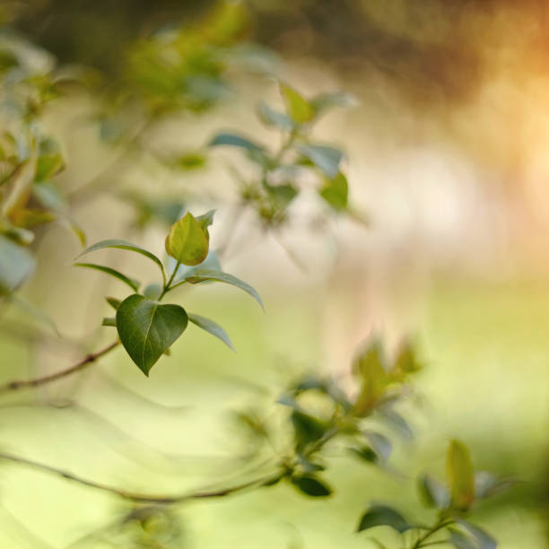 istock Spring leaves on the branches of the lilac bush 898963050