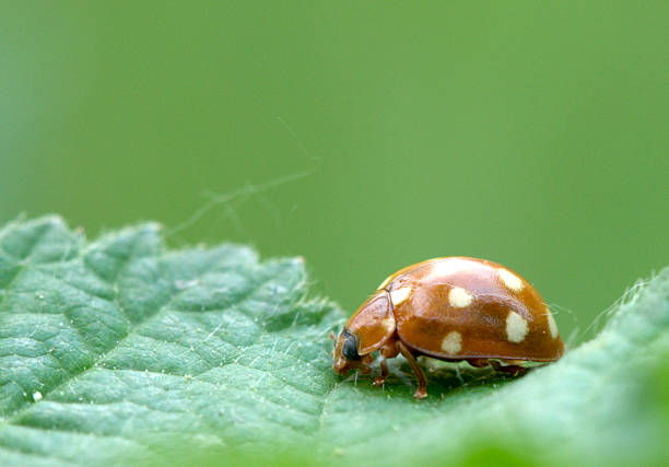 Ladybug stock photo