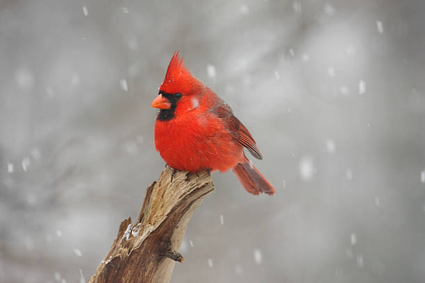 istock Northern Cardinal In A Snowstorm 89896570