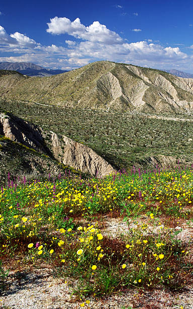 Spring bloom in Southern California desert stock photo