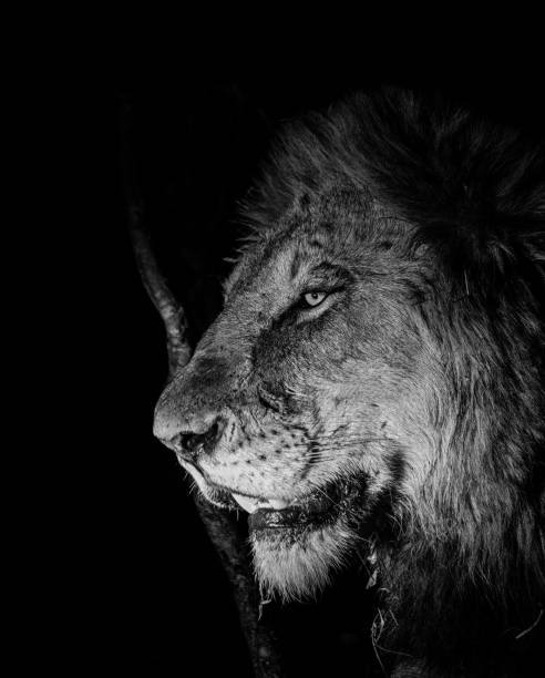 istock Lion at Night, South Africa 898966190
